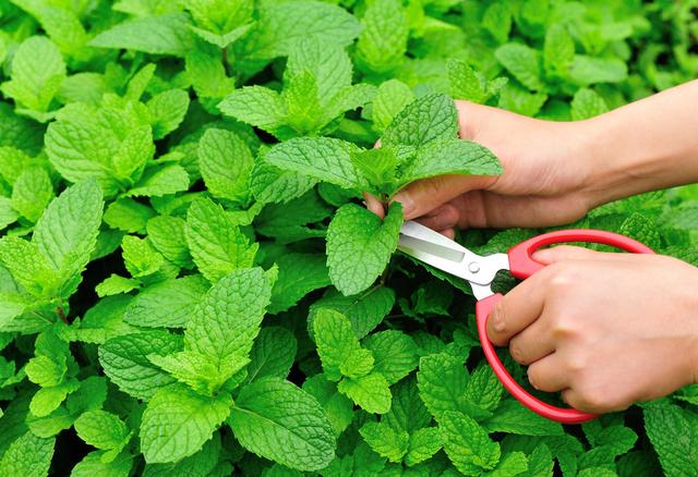 薄荷是怎样种植的？有这几种繁殖方式和流程