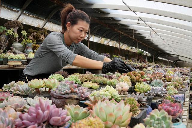 （经济）河北秦皇岛：特色观赏植物种植助农增收