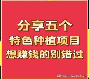 种植香菇项目(分享五个特色种植项目，想赚钱的过来看，值得参考（1）)