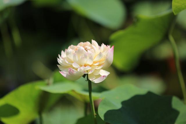 好奇点｜埋藏千年的莲子为何能育出新芽？并蒂莲为何花开并蒂？答案全在这里