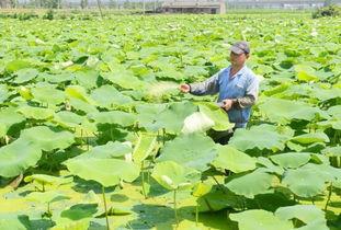 为什么效益低？莲藕栽培：抓住这7项关键细节，可大幅度提高产量