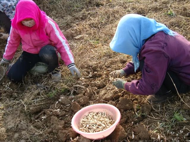 长在地下的野菜，根茎酷似螺丝，超市15元1斤的螺丝菜就是它