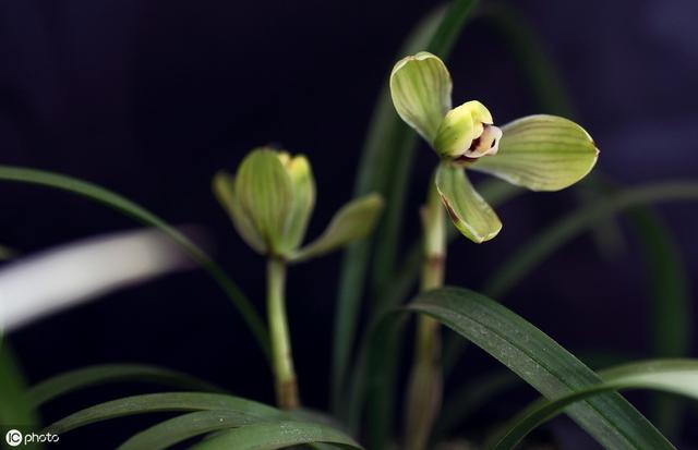 很多农民搞种植为什么就是赚不到大钱？兰花等种植如何快速变现？