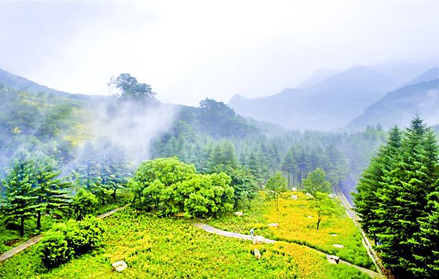 黄金菊花漫山遍野三千亩，它有一个不为人知的名字叫“黑心菊”