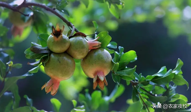 立秋后什么菜该种？农家菜园再次枝繁叶茂，秋菜满满