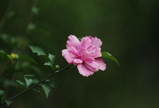 九月开的八种花