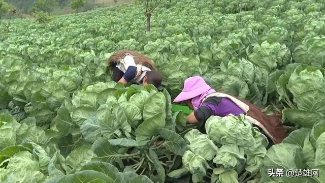 楚雄市树苴乡：培养致富带头人 助力乡村振兴