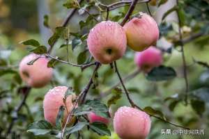 苹果种植 纬度(七上太空不一般 延安苹果真的好)