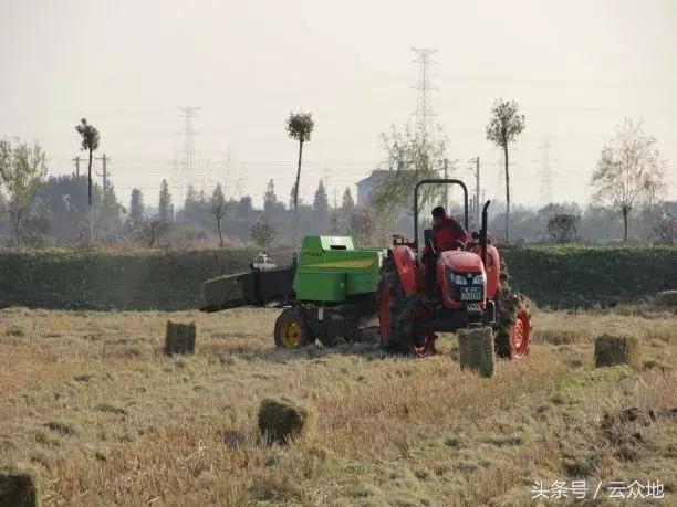 麦秸、稻草不仅不用烧，种植食用菌更是一个赚大钱的好方法！