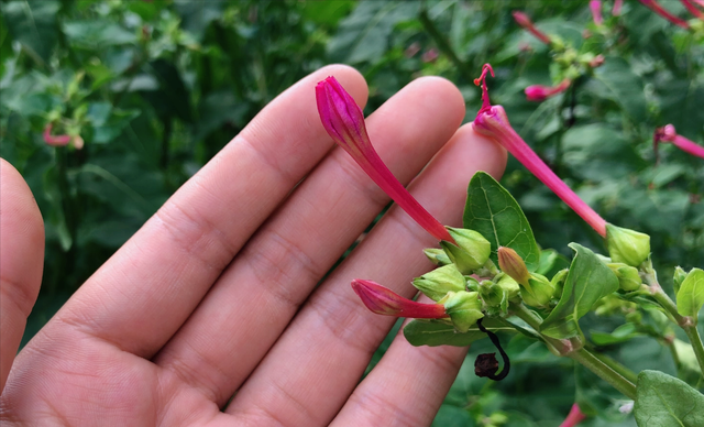 “胭脂花”只当观赏太可惜！叶子和根还有这妙用，快来一起了解下