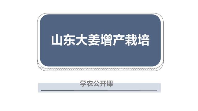 冬吃萝卜夏吃姜！想要种好山东大姜，实现高产优产？试试这个方案