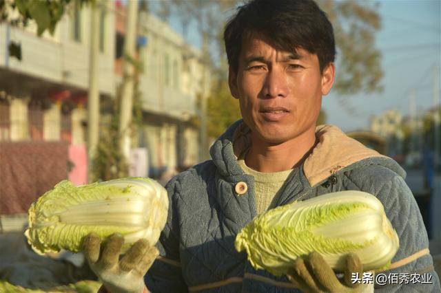 农民种植特色作物，人称娃娃菜，加工起来很浪费，老年人看不惯