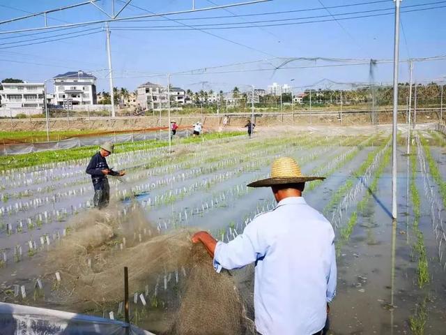 在中国有这样一个地方，它是“育种的天堂”