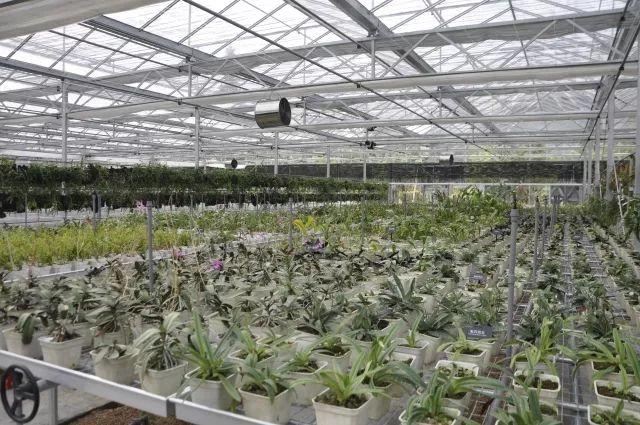 罗湖有片800亩兰花谷闲人难进！“植物大熊猫”大批内部美照流出