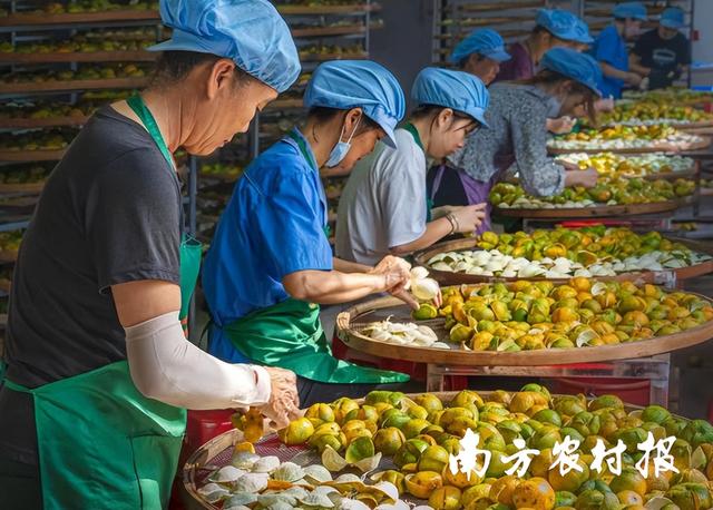 新会柑亮相广东卫视！吃遍广东柑橘，它皮肉兼用、皮比肉贵