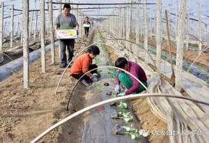 绿甜瓜种植技术(西甜瓜秧子细高弱，是定植后这些细节没做好)