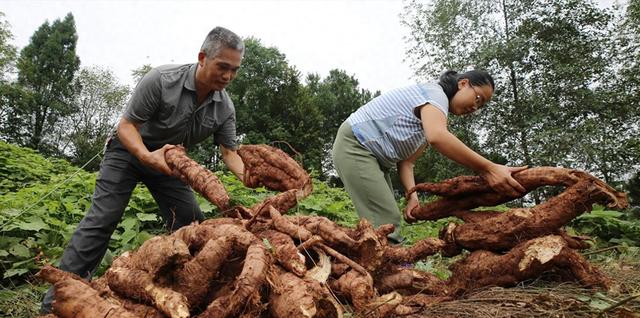 每年花50亿都无法消灭，葛根入侵美国泛滥，为何中国却要人工养殖