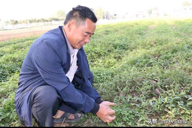 汝南县板店乡：种植绞股蓝 照样能赚钱