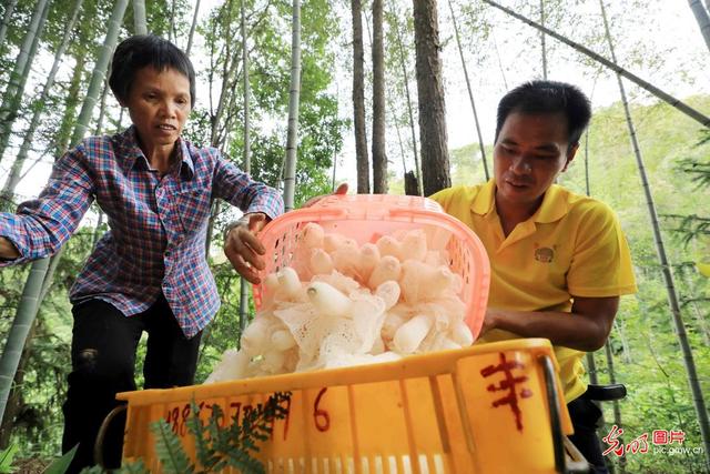 广西山区贫困农民种植竹荪助脱贫