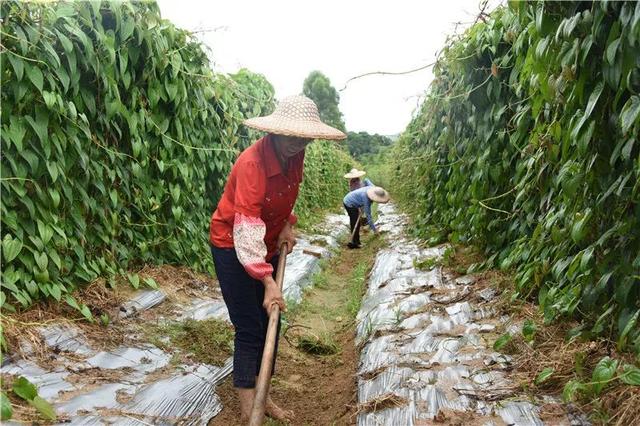 3个退伍老兵，花6年种出的“紫人参”，好吃又滋补