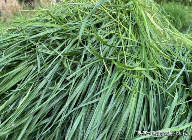 秋冬养鱼种黑麦草，南北方选择有什么不同？割得快长得快，成本低