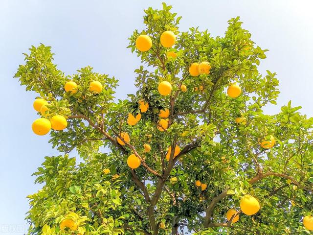 家有院子，一定要养这些树，夏天可以遮阴纳凉