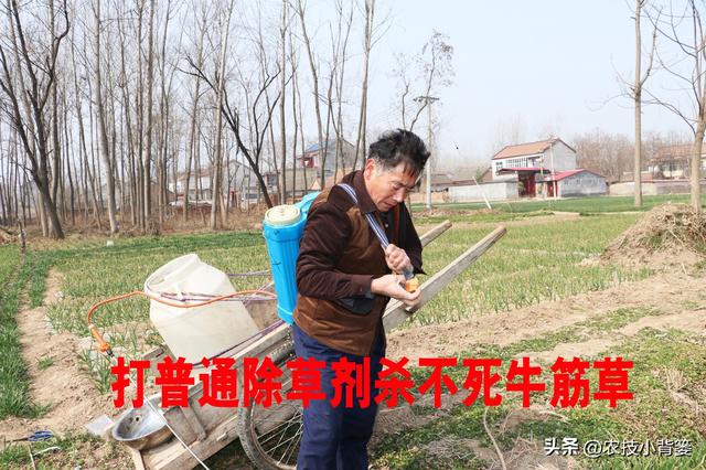 怎样杀死地里的芦苇和牛筋草？这几个除草剂配方专杀各类恶性杂草