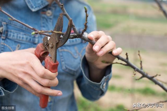 芒果采后怎么管？这样修剪、施肥、防治病虫害，来年果更多