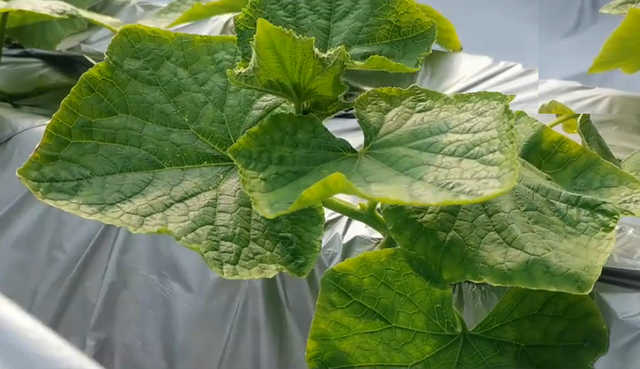 大棚种植蔬菜，有哪些不用打药的防虫技巧？农户快来看看