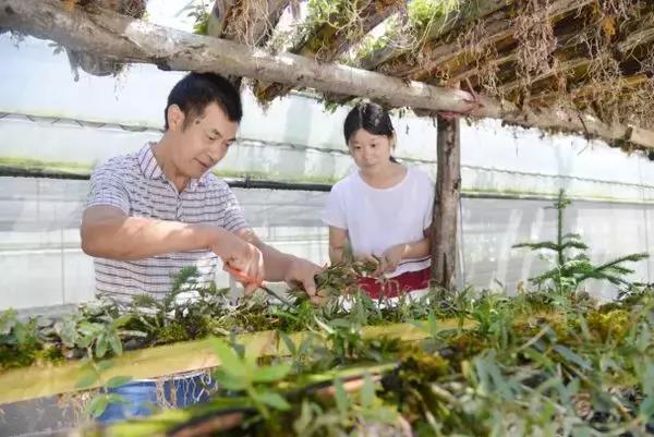 林下育仙草——铁皮石斛的种植管理方法揭秘