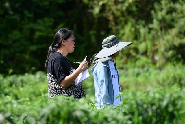 金华镇翁贡村：“订单”种植“钱”景旺 辣椒成熟采收忙