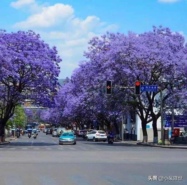 云南昆明蓝花楹烂漫生长，你知道蓝花楹这种花吗？