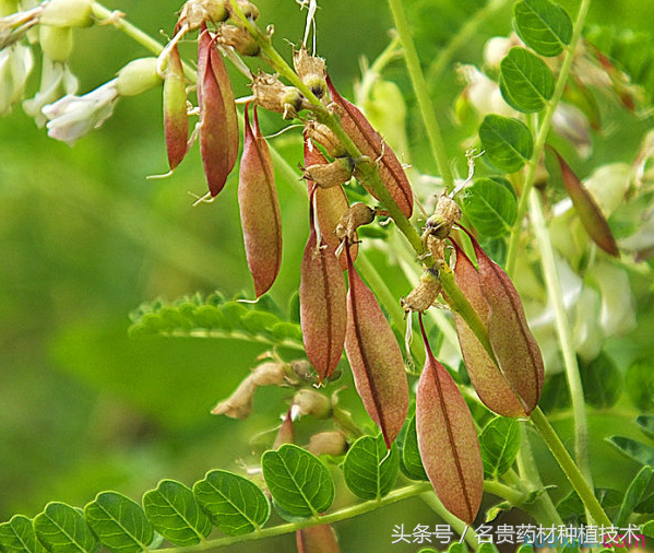 10种中药材价格有上涨趋势，市场前景看好，种植有潜力