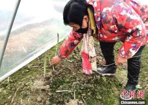 芦笋哪里有种植基地(采芦笋育新苗 江苏阜宁农业基地绘出“人勤春早图”)