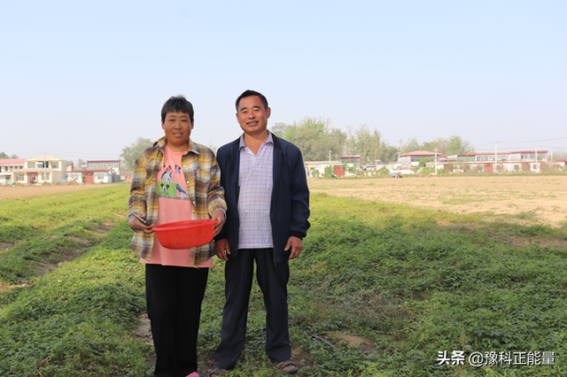 汝南县板店乡：种植绞股蓝 照样能赚钱