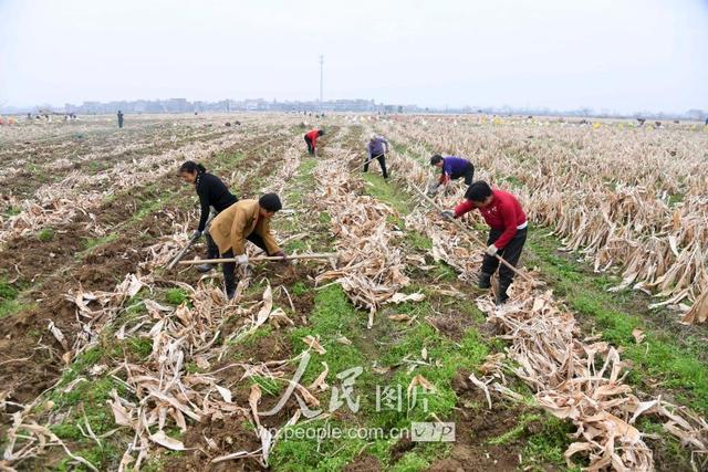 江西新余：中药材种植富农家