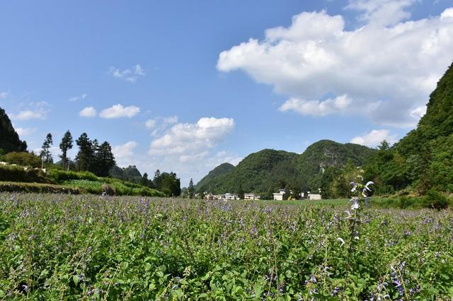 丹参的人工栽培技巧：掌握4种繁殖方式，助力药农稳定增收