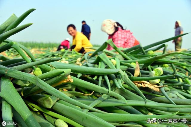 农家如何种植大葱？红皮葱和洋葱怎样种植？大葱葱白不够怎么办？