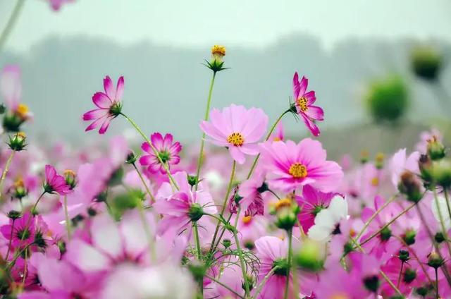 高原格桑花，露天阳台和小院也可以养