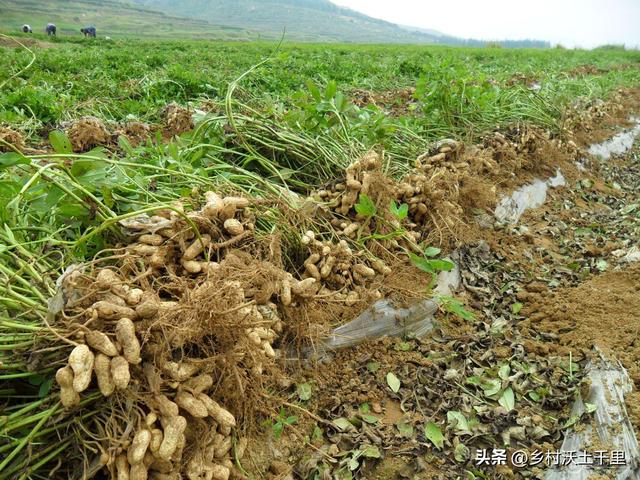 花生种植最佳行距株距是多少？花生种植深度多少厘米？快来学习吧