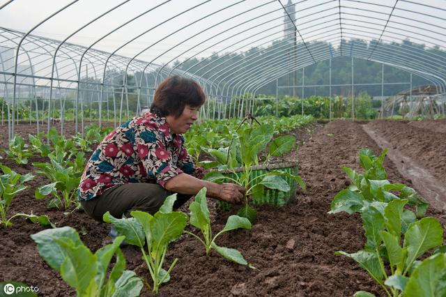 很多农民搞种植为什么就是赚不到大钱？兰花等种植如何快速变现？