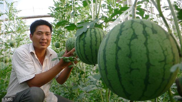 大棚西瓜全年管理，瓜农们快来收藏！