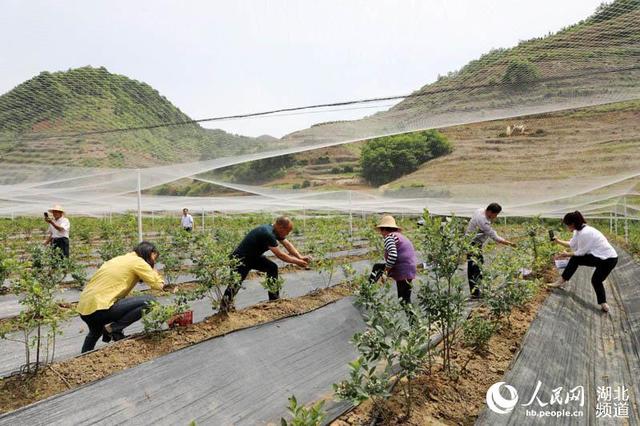 湖北竹山：百亩蓝莓进入采摘季