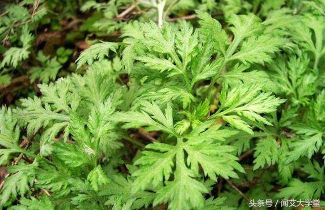 艾草种植选地、栽植以及管理方法！