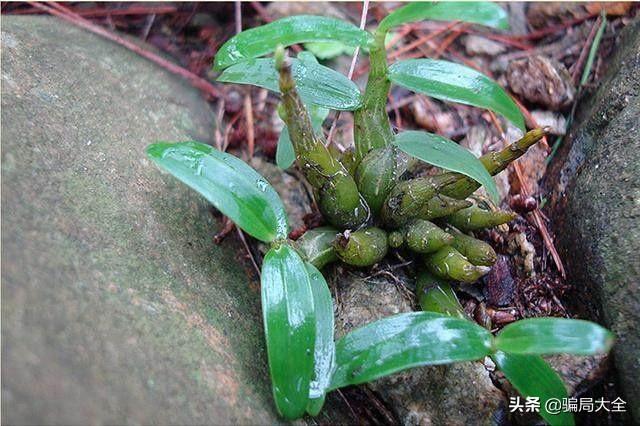 加盟骗局之农村特种种植骗局