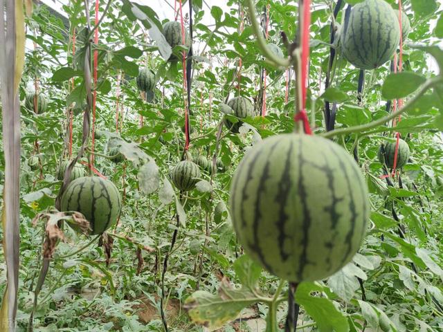 塑料大棚种植麒麟西瓜对土壤质量影响的检验分析