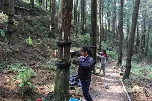 林下育仙草——铁皮石斛的种植管理方法揭秘