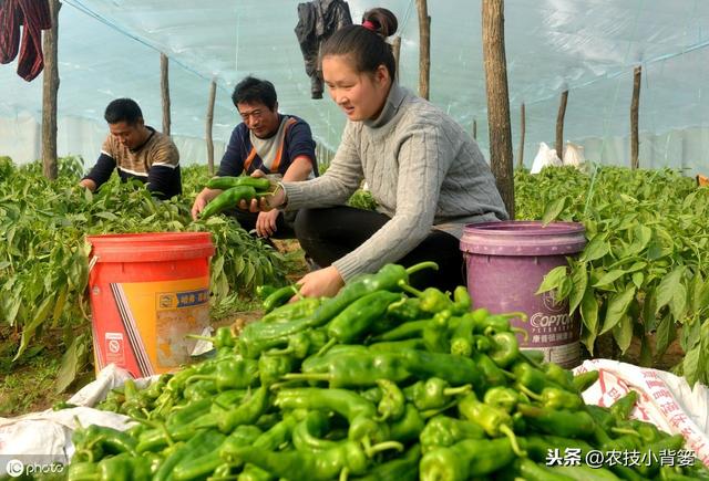 秋季大棚温室管理要全面！棚内瓜果蔬菜要高产，以下7点很关键