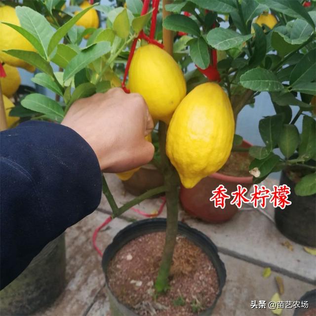 三种适合阳台庭院种植的果树香水柠檬、菲油果、脆皮金桔