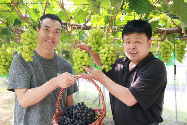 西咸新区第四届“美丽乡村•葡萄采摘季”网上葡萄节在秦汉新城葡小淘原生态葡萄苑启动